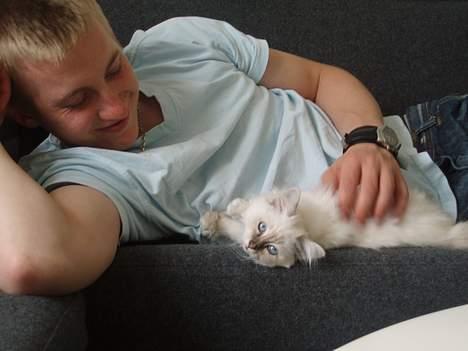 Hellig Birma Pistacie ( Khin-Mya´s) - to der hygger sig på sofaen billede 1