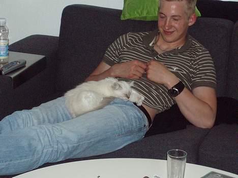 Hellig Birma Pistacie ( Khin-Mya´s) - godt med en lur billede 2