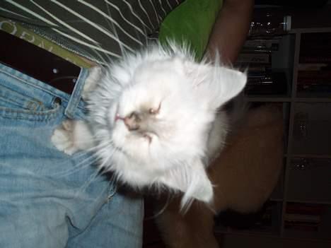 Hellig Birma Pistacie ( Khin-Mya´s) - føj for en styg blitz billede 3