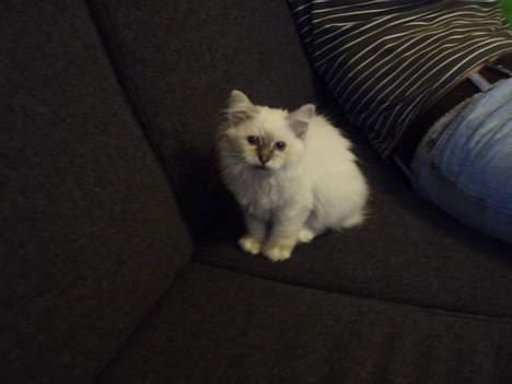 Hellig Birma Pistacie ( Khin-Mya´s) - lille mis i stor sofa billede 4