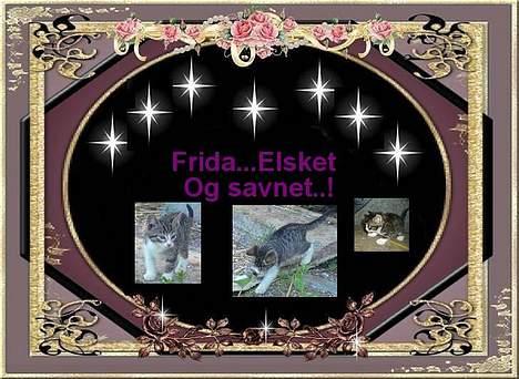 Blanding af racer Frida død - Mange taak til K&J R   billede 11