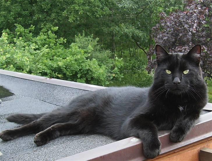 Blanding af racer Stumpi - Velkommen til Stumpis Profil <´33 billede 1