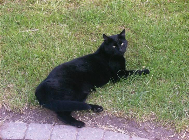 Blanding af racer Stumpi - stumpi ude i haven billede 2