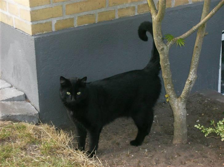 Blanding af racer Stumpi - det er hyggeligt at være ude i haven billede 3