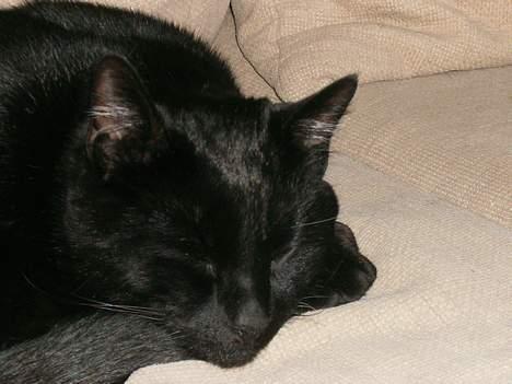 Blanding af racer Stumpi - det er hyggeligt at være ude i haven billede 4