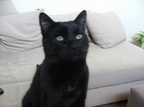 Blanding af racer Stumpi - kigger på mig hehe sidder med en god bid billede 5