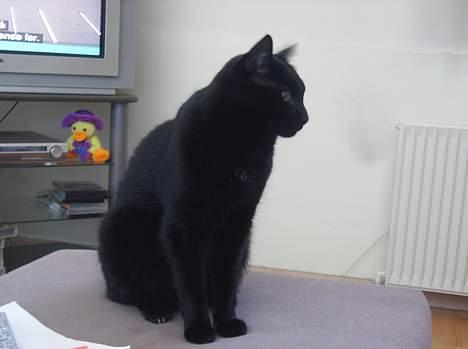 Blanding af racer Stumpi - han er en lille stjerne billede 6