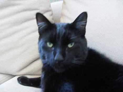 Blanding af racer Stumpi - stumpi ligger og tænker på om der kommer mad nu billede 7