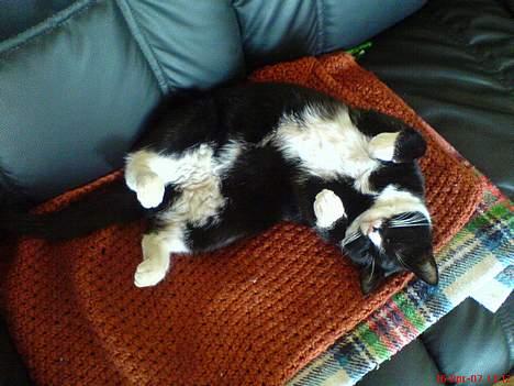 Huskat Fy - Ahh dejligt med en lur på sofaen billede 1