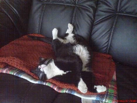 Huskat Fy - Ahh en lur mere på sofaen billede 3