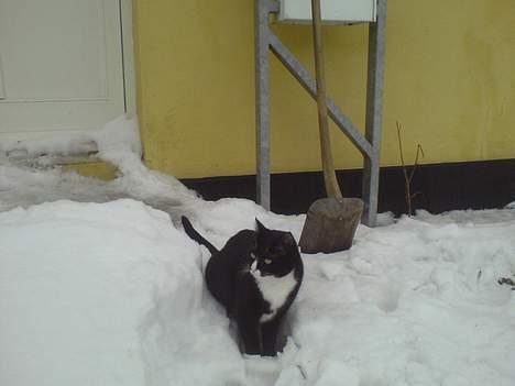 Huskat Fy - Hvor kommer alt det hvide stads fra... billede 4