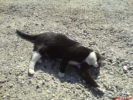 Huskat Fy - Så blev det forår. Det er dejligt at rulle sig lidt i gruset. billede 5