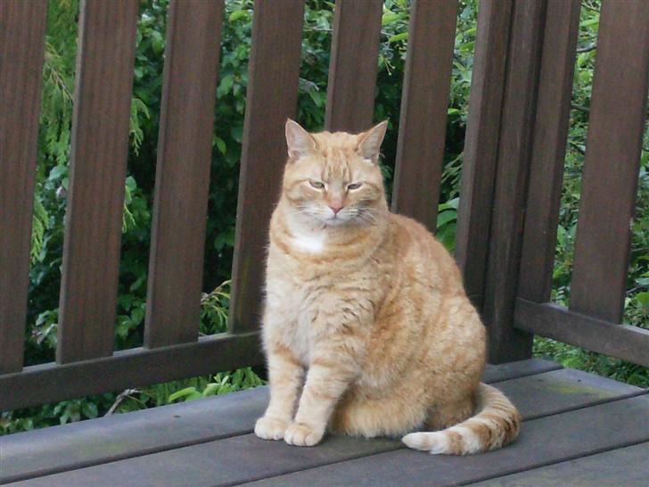 Blanding af racer Tykke*DØD* - han er en lille stjerne billede 1