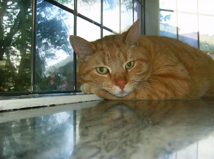 Blanding af racer Tykke*DØD* - ligger og får en lille slapper sammen nogle blomster billede 2