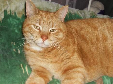 Blanding af racer Tykke*DØD* - kan i se hvad jeg siger TYK billede 3