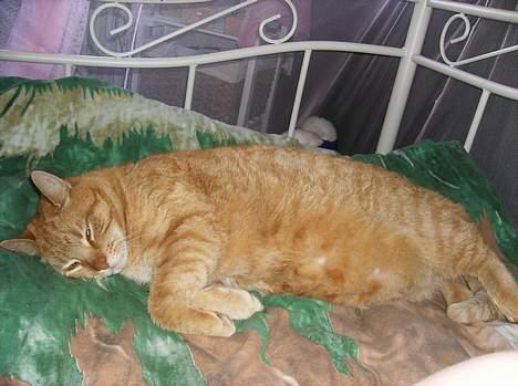 Blanding af racer Tykke*DØD* - sov sødt tykke billede 4