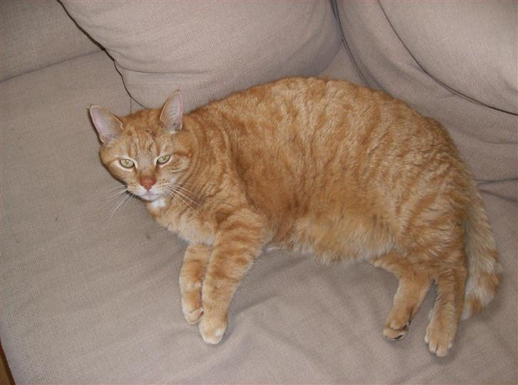 Blanding af racer Tykke*DØD* - tykke vil ikke flytte sig fra sin plads billede 5