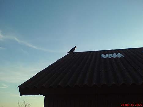 Huskat Fy - Her kigger hun efter nye byttedyr. billede 9