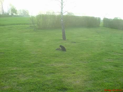 Huskat Fy - Her er hun på mulvarpe-jagt. Sådan kan hun sidde i flere timer og vente. billede 10