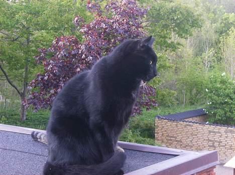 Blanding af racer Stumpi - stumpi sidder på taget billede 8