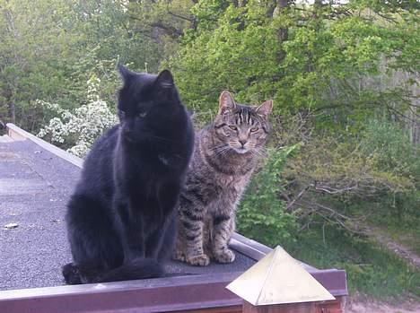 Blanding af racer Stumpi - stumpi sidder sammen med fjoller billede 9