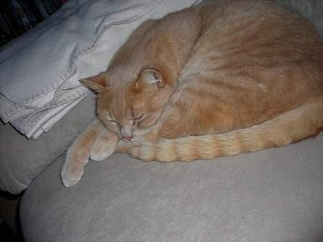 Huskat Anton - Hans ynglings beskæftigelse billede 2