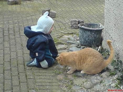 Huskat Anton - Jah det blev jo til knægtens kat. Altid på opdagelse sammen billede 4