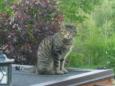 Blanding af racer Fjoller - Fjoller sidder alene ude på taget billede 1