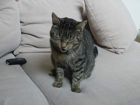 Blanding af racer Fjoller - han er lidt træt billede 2