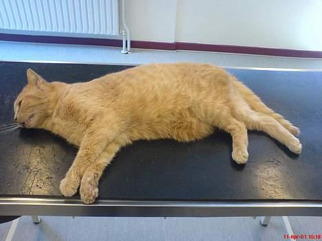 Huskat Anton - Her er han desværre gået bort. Nøj jeg savner ham billede 5