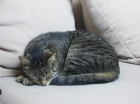 Blanding af racer Fjoller - sov sødt lille mand billede 3