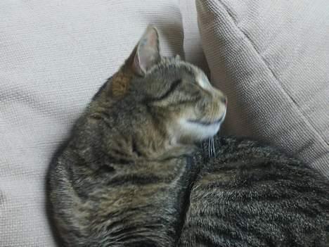 Blanding af racer Fjoller - kigger på tvet der var en der skyd inde i det billede 4