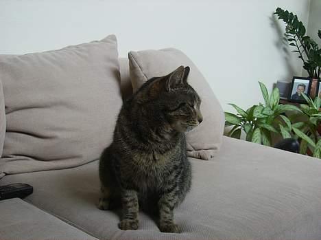 Blanding af racer Fjoller - kigger på tvet der var en der skyd inde i det billede 5