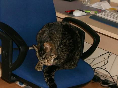 Blanding af racer Fjoller - fjoller ligger på sin stol billede 6