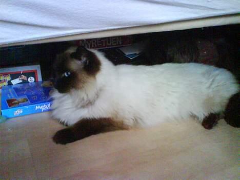 Ragdoll Mikkel billede 13