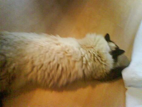 Ragdoll Mikkel - arrg en mus billede 14