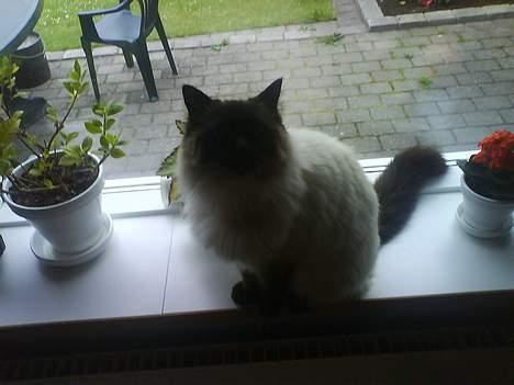 Ragdoll Mikkel billede 15