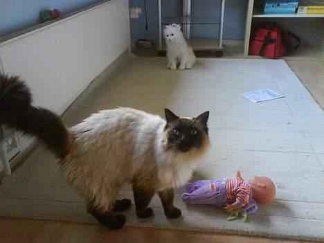 Ragdoll Mikkel - haløj billede 16