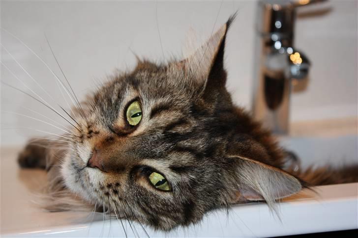 Maine Coon Sille RIP - Sille 3år billede 5