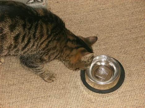 Blanding af racer Fjoller - øv der ikke mad i min skål billede 7