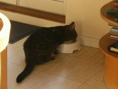 Blanding af racer Fjoller - nå men så tager jeg da bare noget vand billede 8