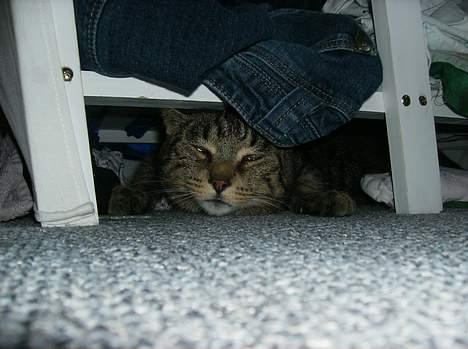 Blanding af racer Fjoller - Fjoller gemmmer sig under mit kældeskab billede 9