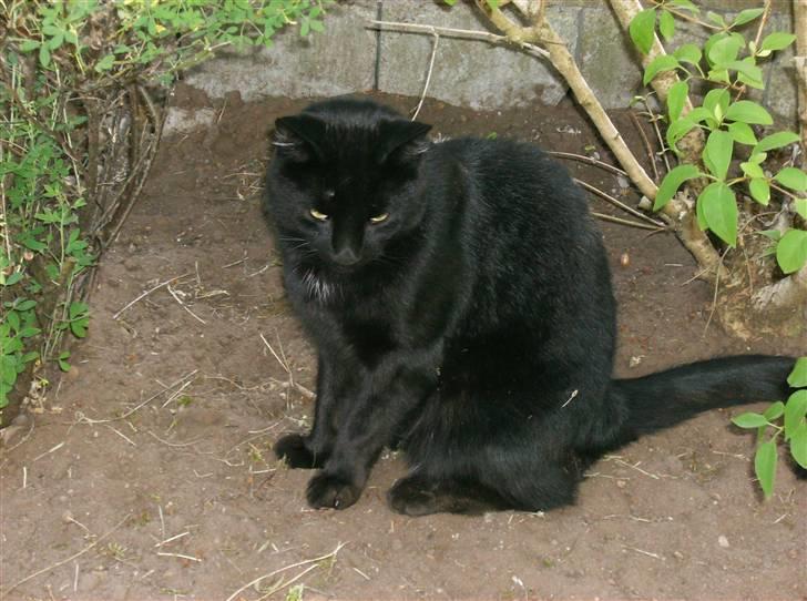 Blanding af racer Stumpi - stumpi sidder og kigger ned i jorden *NYT* billede 10