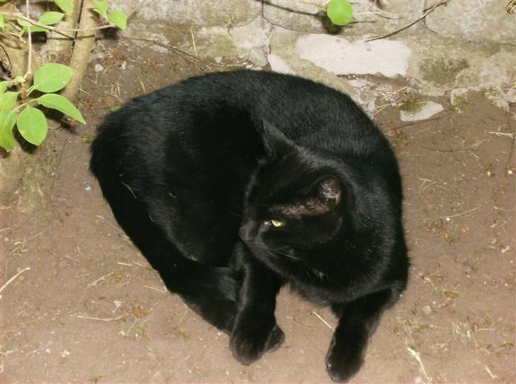 Blanding af racer Stumpi - ligger og får en lille slapper *NYT* billede 11