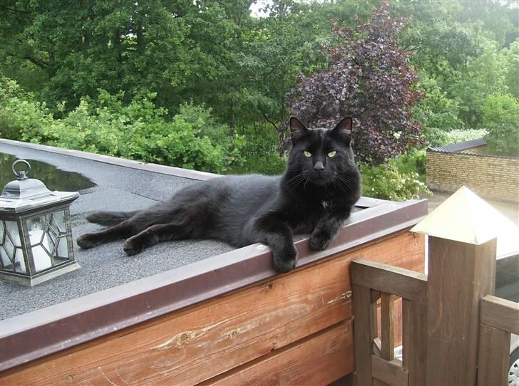 Blanding af racer Stumpi - Se mig se mig nu *NYT* billede 12