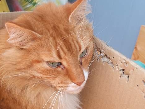 Norsk Skovkat kvik R.i.p billede 9