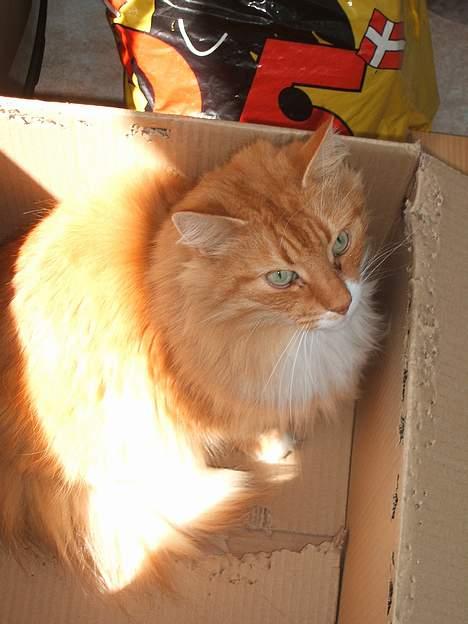 Norsk Skovkat kvik R.i.p billede 10