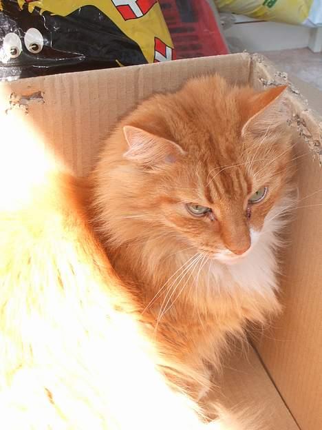 Norsk Skovkat kvik R.i.p billede 11