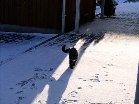 Huskat Totti - Jaaa snee<3 billede 16