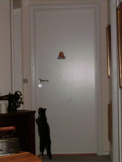 Huskat Totti - Jeg vil ud!!<3 billede 17